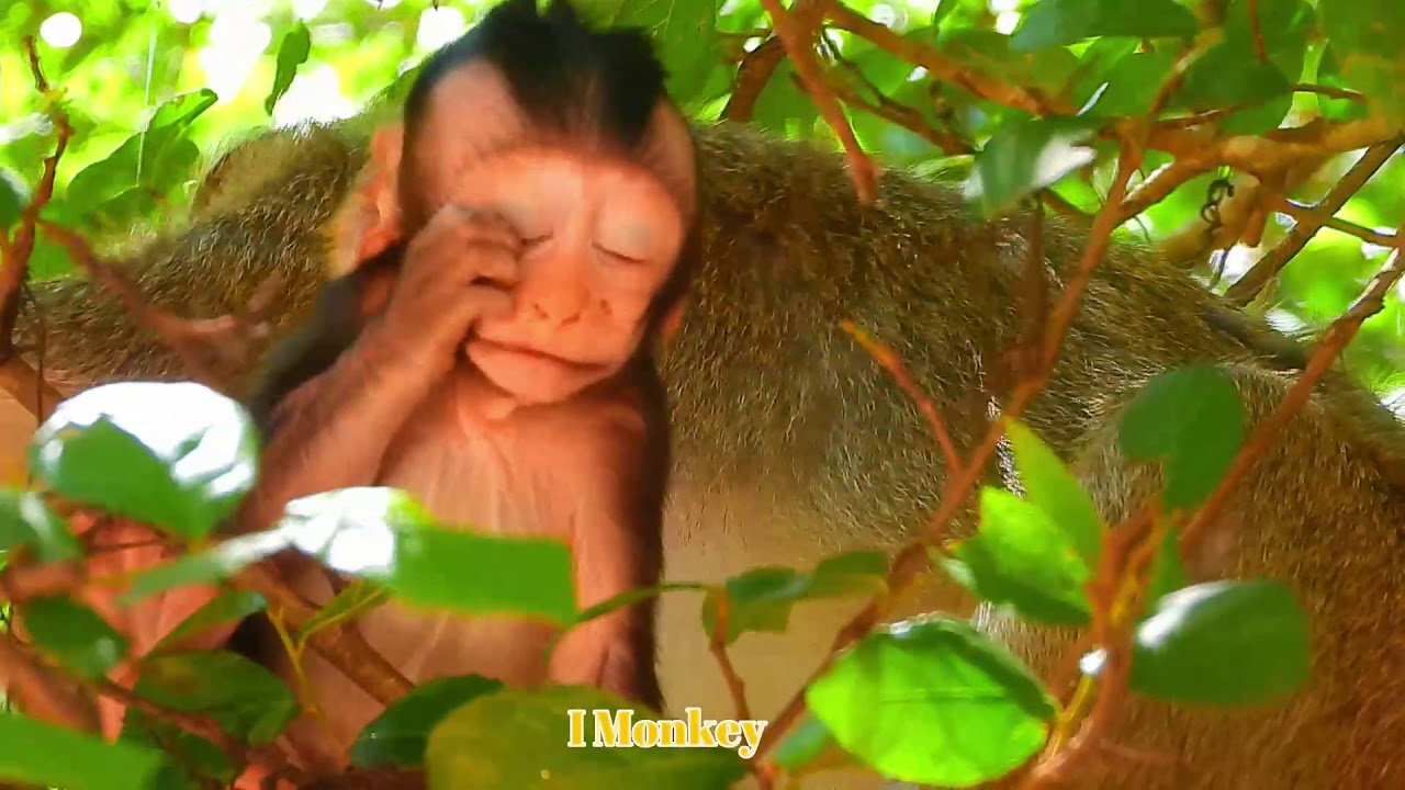 Remind video of monkey Cora with her baby Canie, Who remember them?