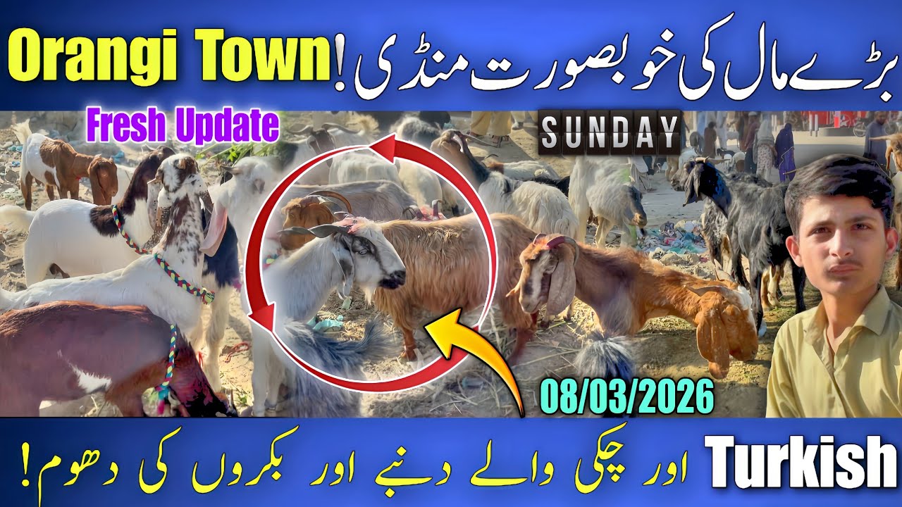 Orangi Town Goat Market Karachi | Big Animals Turkish Dumba & Beautiful Goats 08 March 2026 🐐