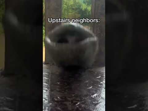 Dogs have a noisy neighbor!