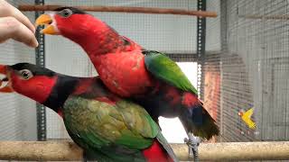 Black Capped Lory Lorius L. Erythrothorax Gift Of Flight Exotic Parrots Indian Aviculture