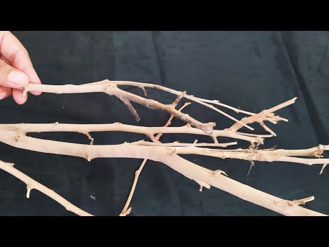 فيديو: كيفية تزيين الزهرية بالأغصان