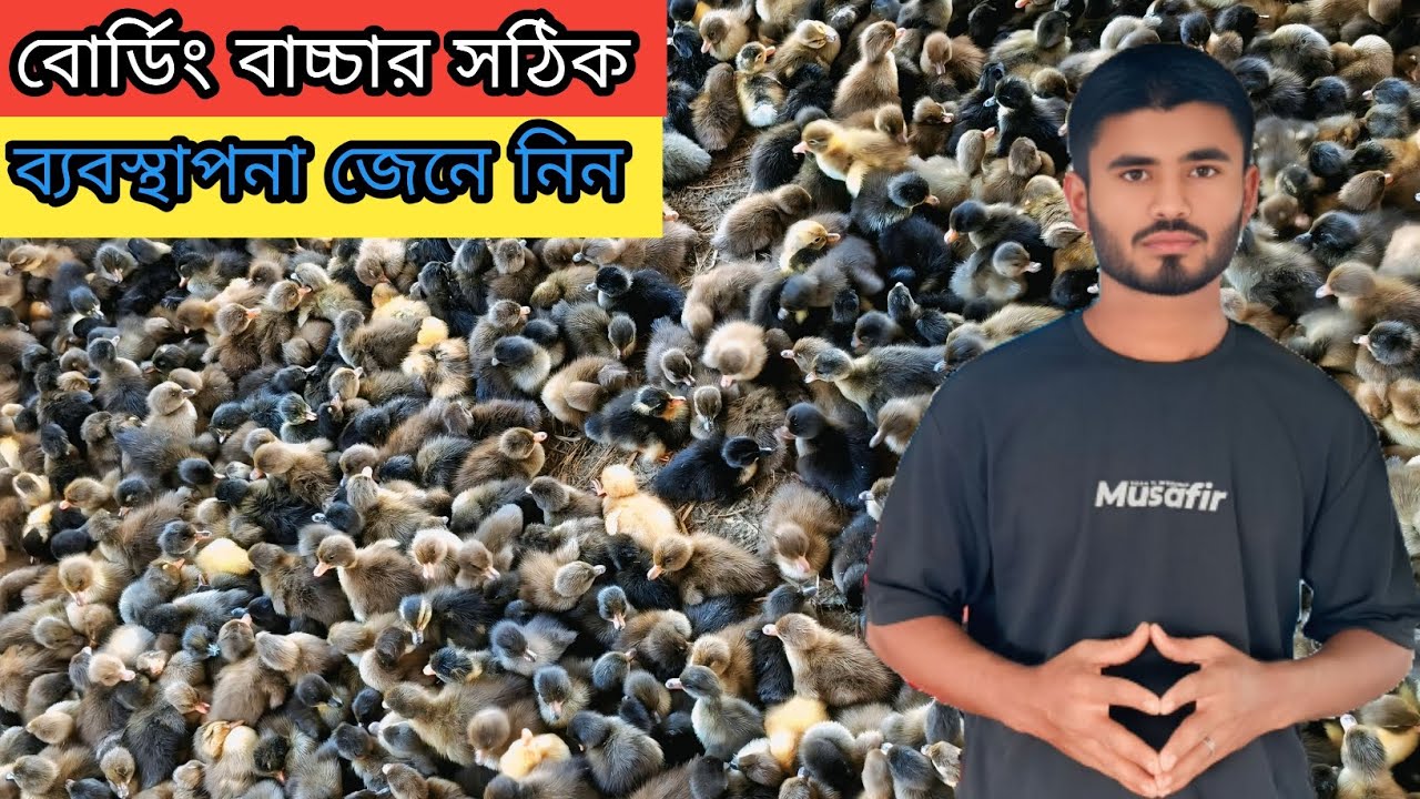 সকল প্রকার বোডিং এর বাচ্চা সারাদেশে পাইকারি দামে বিক্রি করা হচ্ছে। 
