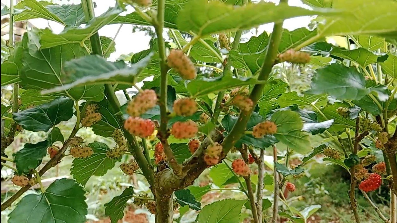 Mulberries Malapit Ng Mahinog #kaprobinsya #mulberry #mulberryfruit 