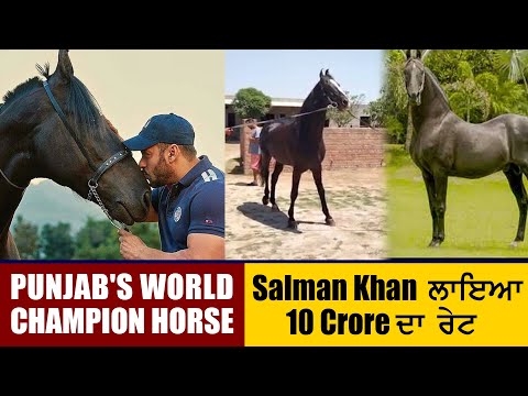 Punjab's World Champion Horse | Salman Khan ਲਾਇਆ 10 Crore   ਦਾ ਰੇਟ | Indoz Tv