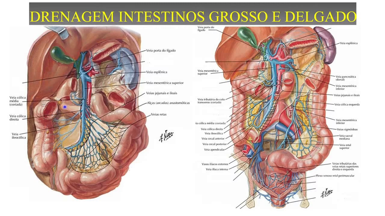 QuarentAnato UFTM - Veias (Abdômen)