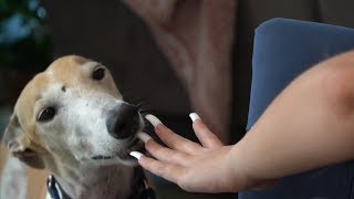 Jenna's dogs getting excited about her ramen nails for 3 minutes - Jenna Marbles edit