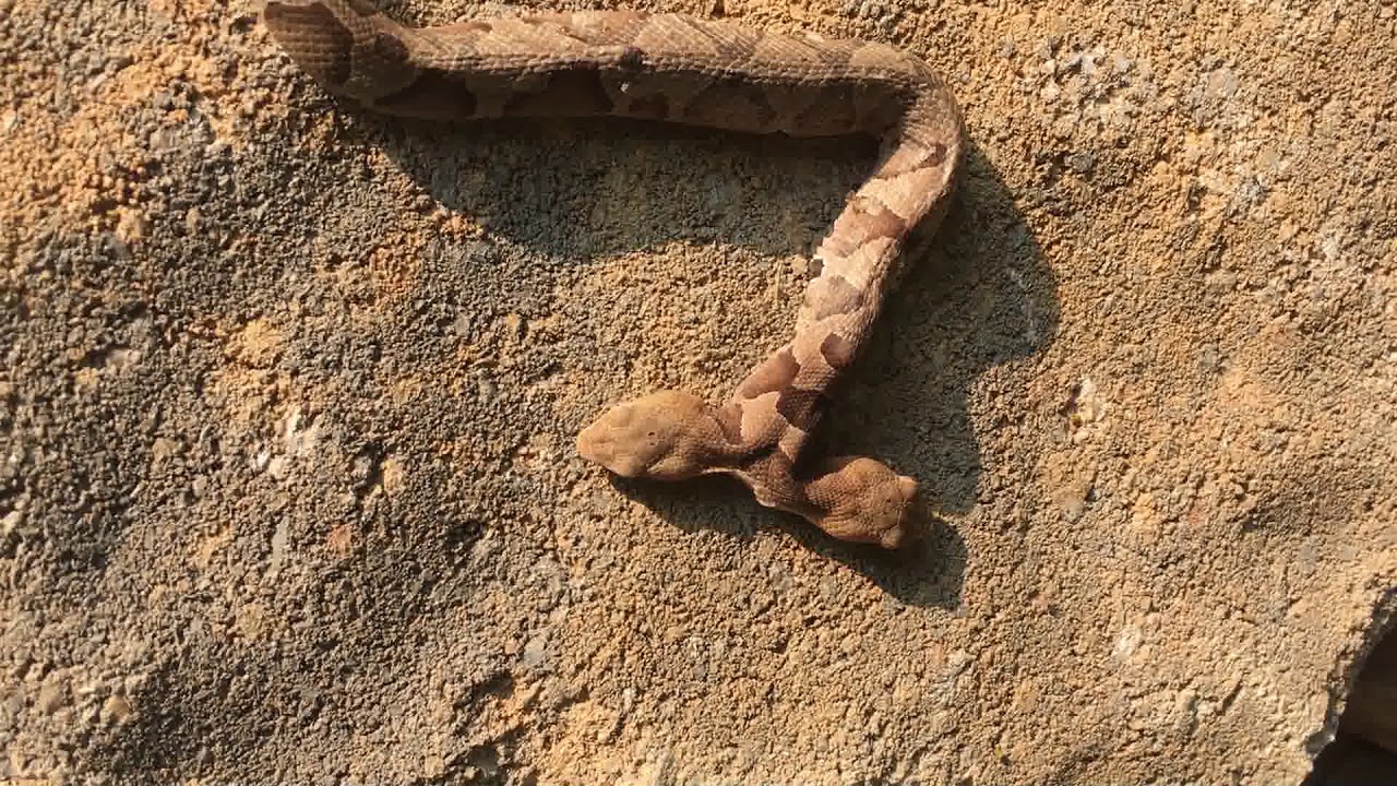 Two Heads Better Than One? Not if You're a Snake