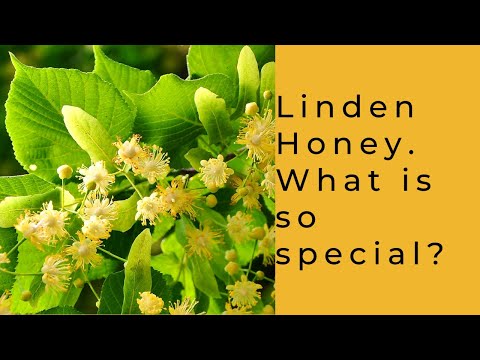 Video: Useful Properties Of Linden Honey