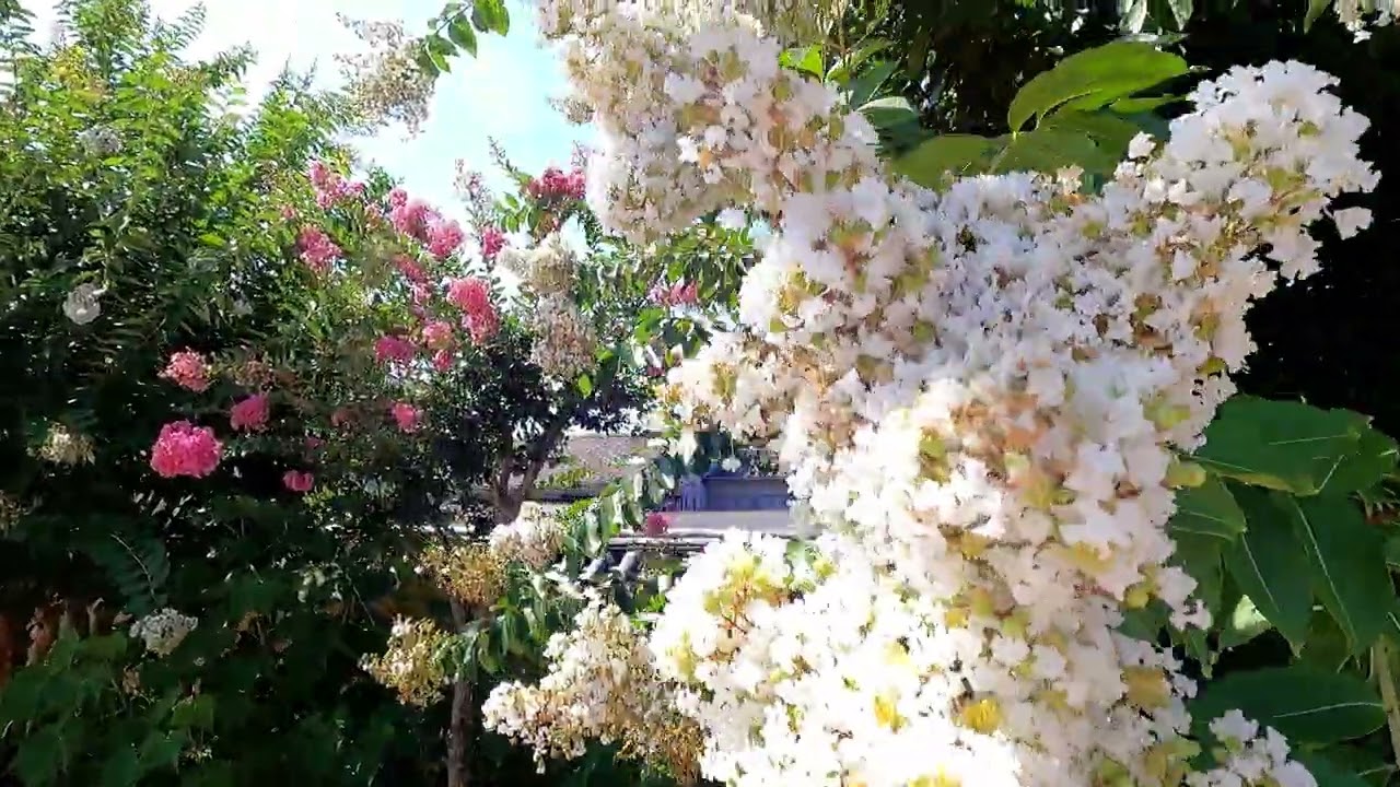 周防国分寺の百日紅【築地塀沿いの百日紅(楼門から入る)】防府市　2025年08月01日