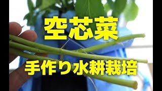 手作り水耕栽培装置で空芯菜を育ててみよう