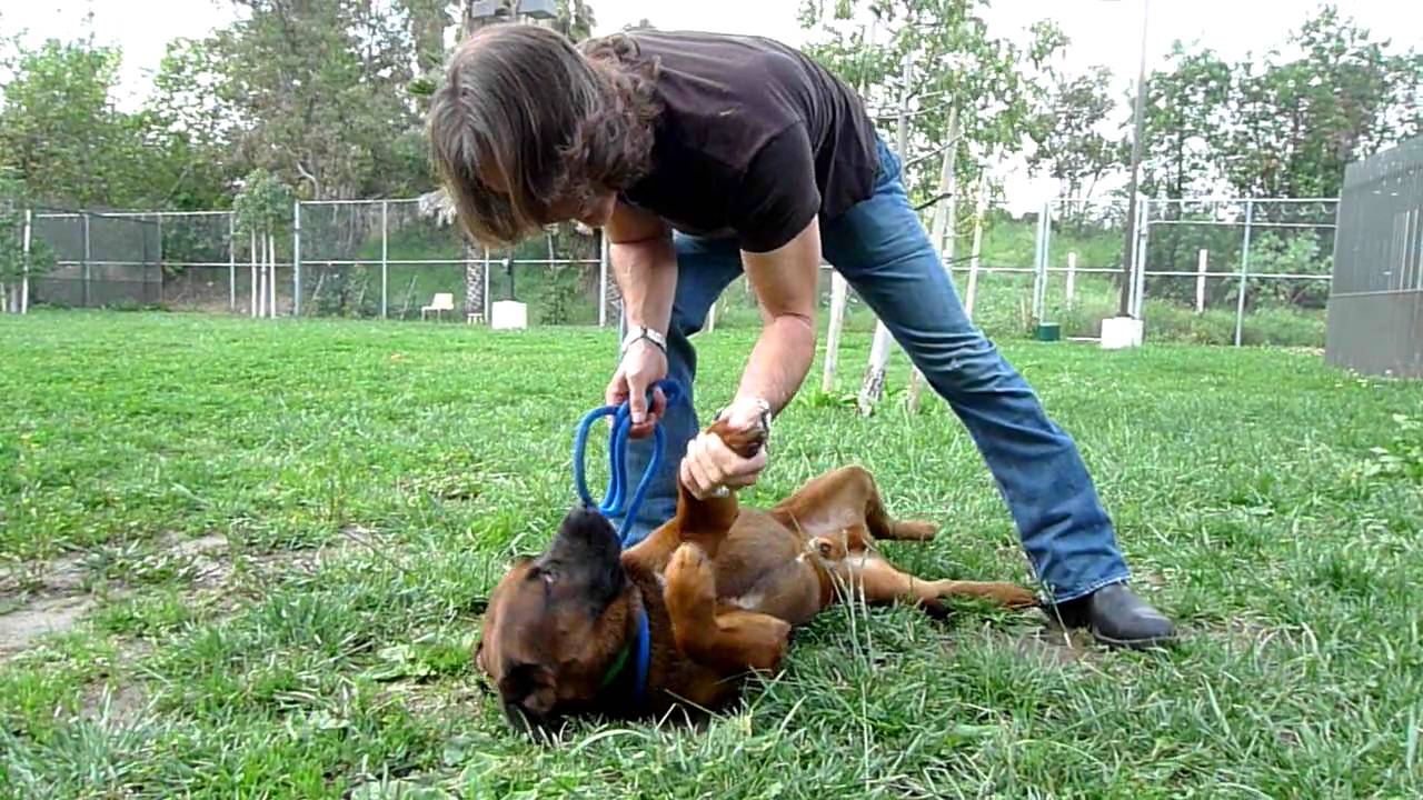 puppy paradise Rico Swave -A1090758 Shelter Angel Video