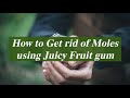 How to Get Rid of Moles using Juicy Fruit Gum | The Pests Control Network