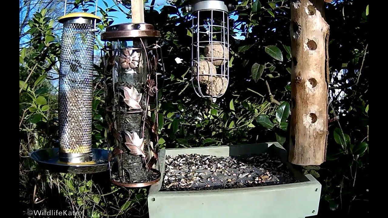 A Male Sparrowhawk Visits my Patio Feeders YouTube