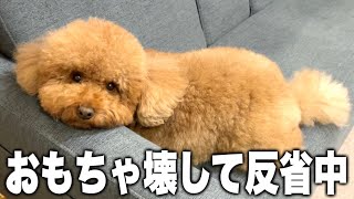 おもちゃ壊して反省中の表情かそれ。【トイプードル】