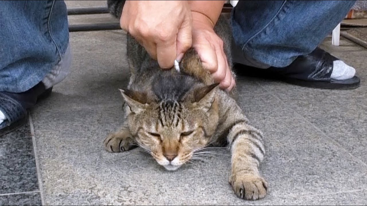 地域猫 月一恒例のノミ ダニ駆除 薬は冷たいニャ という顔が可愛い 魚くれくれ野良猫製作委員会 Youtube