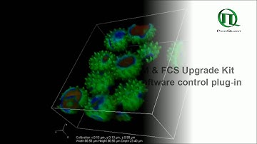 3D FLIM z-stack of Daisy pollen
