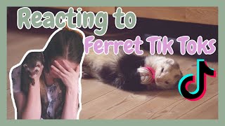 PET Youtuber Reacts to FERRET TIK TOKS | Pazuandfriends