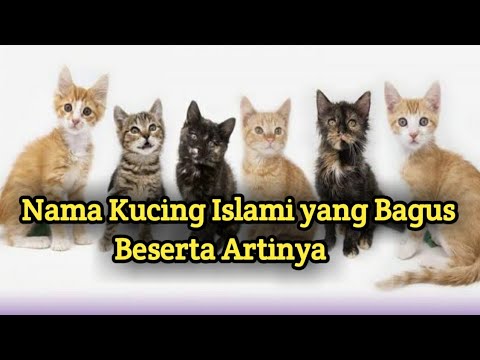 Video: Cara Memberi Nama Anak Kucing Putih - Anak Laki-laki