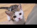 両足不自由な子猫にステップをプレゼントしたら恩返ししてくれました涙