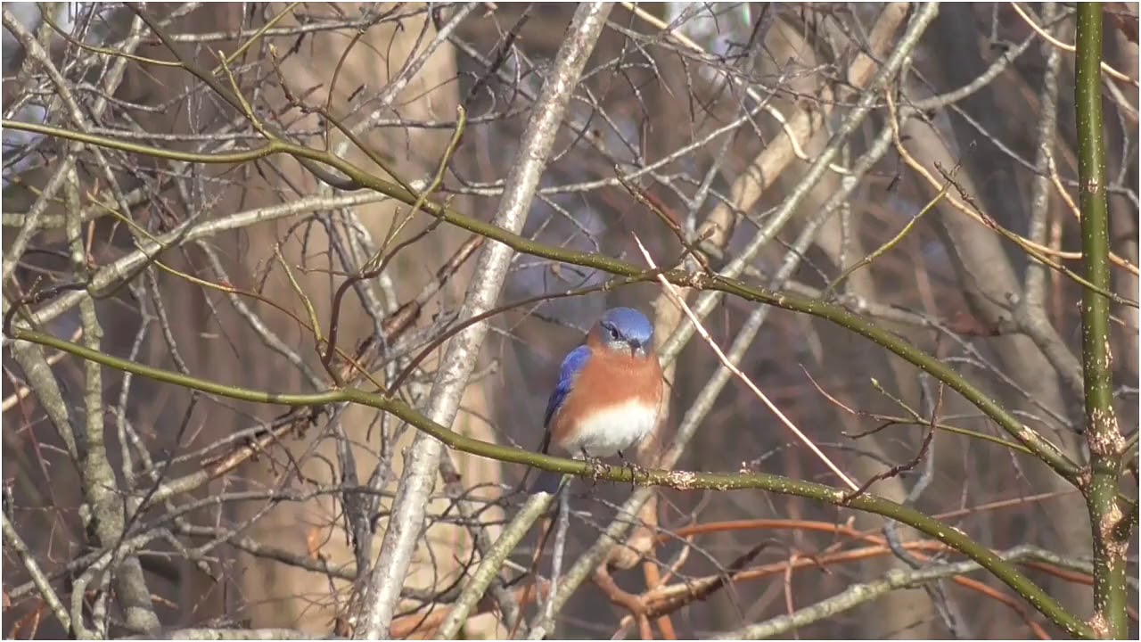 Eastern Bluebird Michigan Youtube