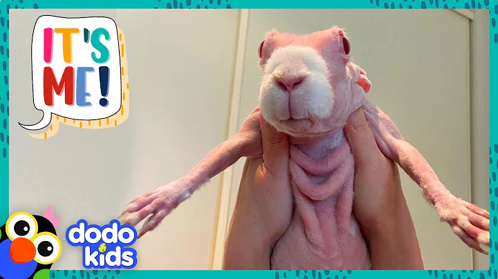 Hairless Rabbit Has A Hundred Cozy Sweaters To Show You | Its Me! | Dodo Kids