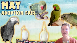 Adoptable parrots need forever homes! May 2024 Adoption Fair  Mickaboo