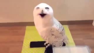 Laugh   Owls!