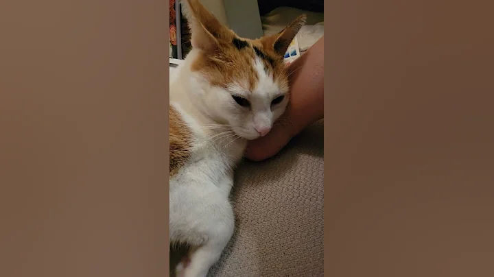 Adorable cat decides to take a nap break on owner'...