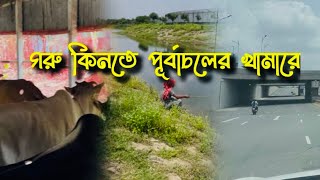 কোরবানির গরু কিনতে পুর্বাচলের গরুর খামারে