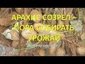 когда собирать арахис .vselennaya uvlesheniy