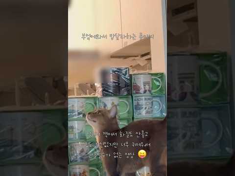 부엌에와서 밥달라하는 름이씨 #고양이 #cat #귀여워
