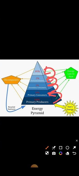 understanding-the-10-percent-energy-flow-in-the-food-chain