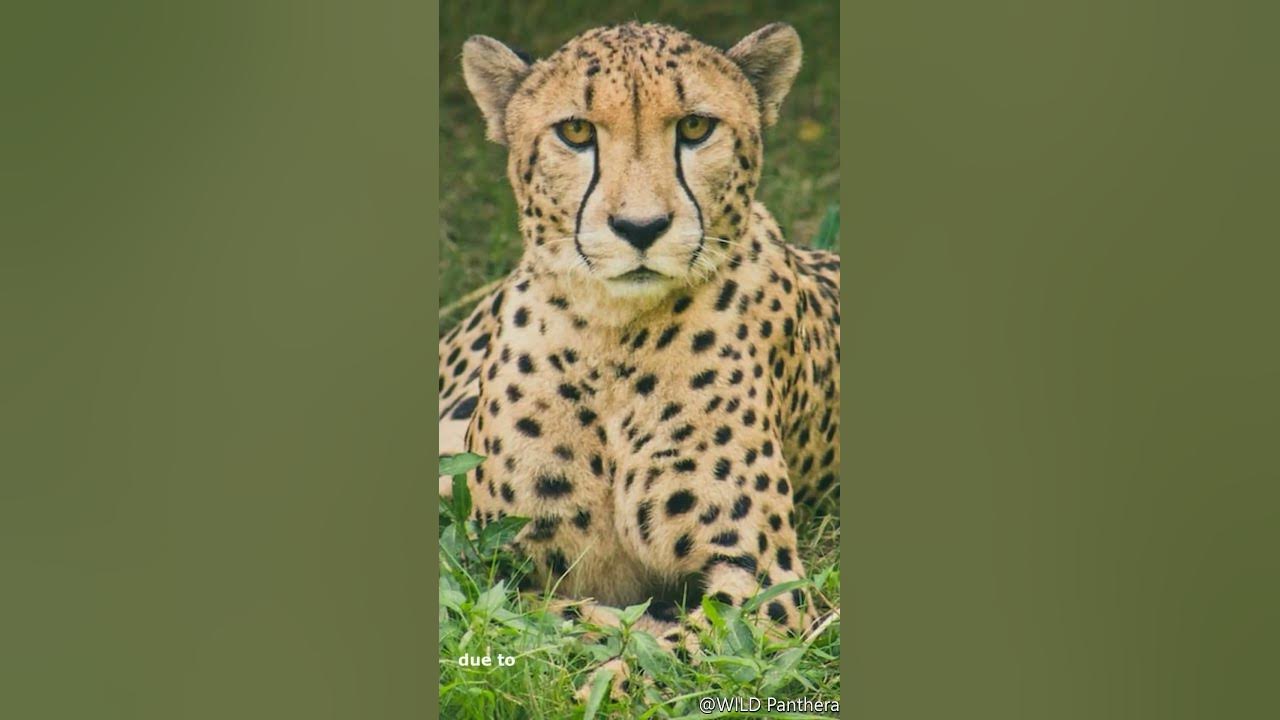 Why Cheetahs Dying in India #shorts - YouTube
