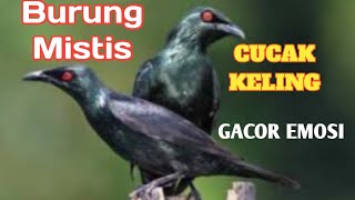 BURUNG MISTIS CUCAK KELING YANG SERAM GACOR PAKAI EMOSI