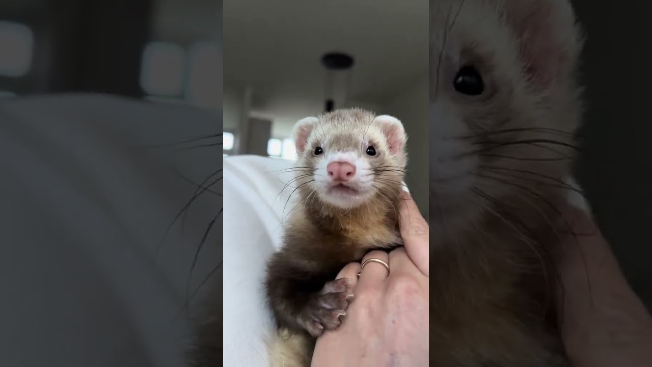 Can’t get enough of this cute ferret face🦦💕 