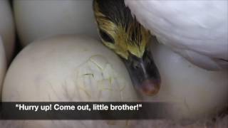 Sweet Baby Ducklings Hatch....The Miracle of Life! by LostPet FoundPet 1,231 views 6 years ago 2 minutes, 34 seconds
