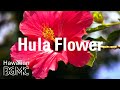 Hula Flower: Beautiful Tropical Music &amp; Relaxing Hawaiian Music LIVE for Paradise Holiday