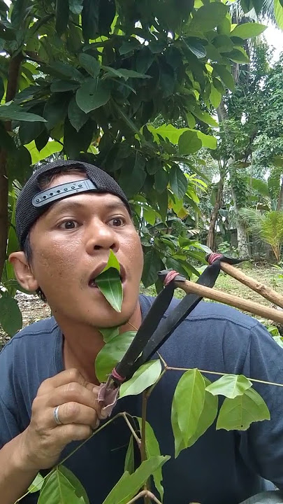 Meniru suara burung murai batu gacor #entertainment #birdsonds #kicaumania #shorts