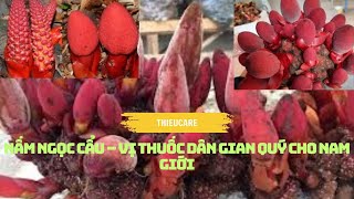 NẤM NGỌC CẨU – VỊ THUỐC DÂN GIAN QUÝ CHO NAM GIỚI