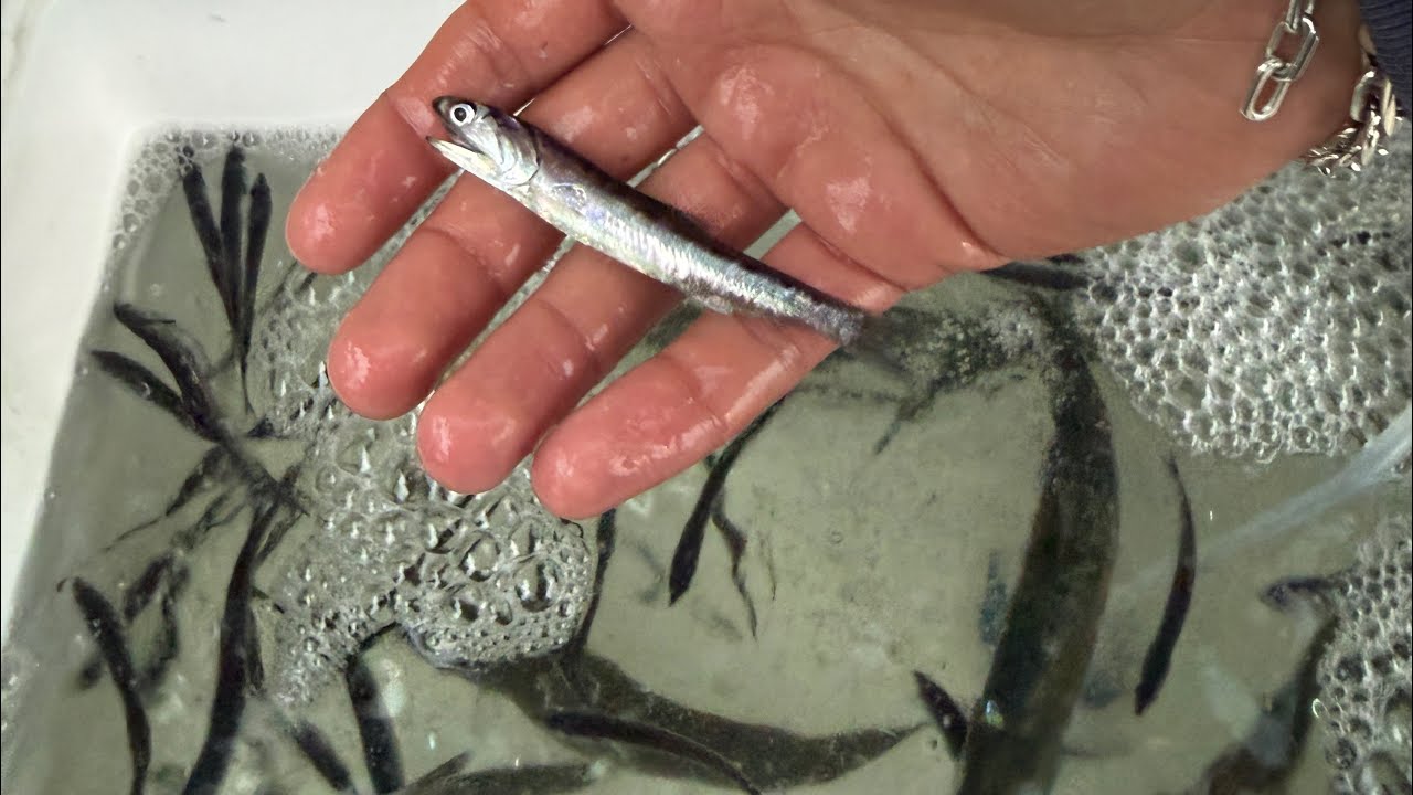 How to buy live bait in SoCal! Catching BIG Halibut, Leopard Shark, Sand Bass and MORE!