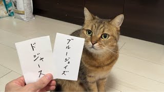 【的中率100】大谷翔平選手の移籍先を予言する猫