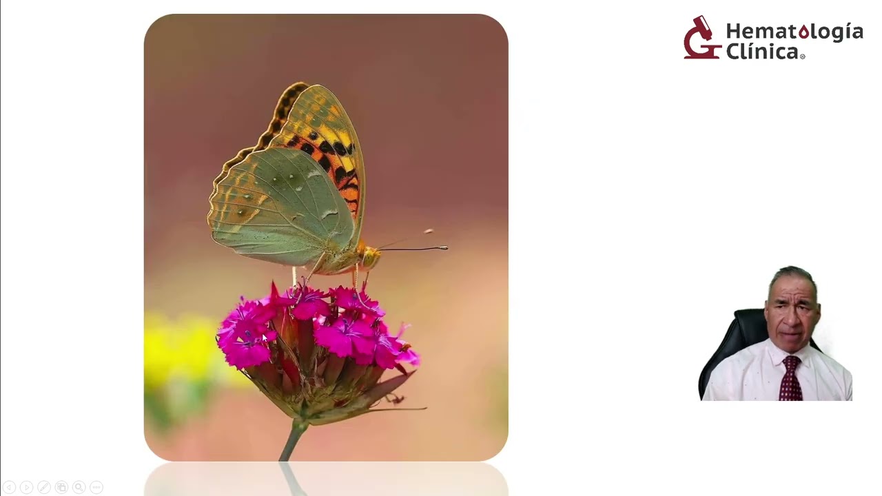 Curso gratuito Antibióticos Polipéptidos cíclicos: Polimixinas