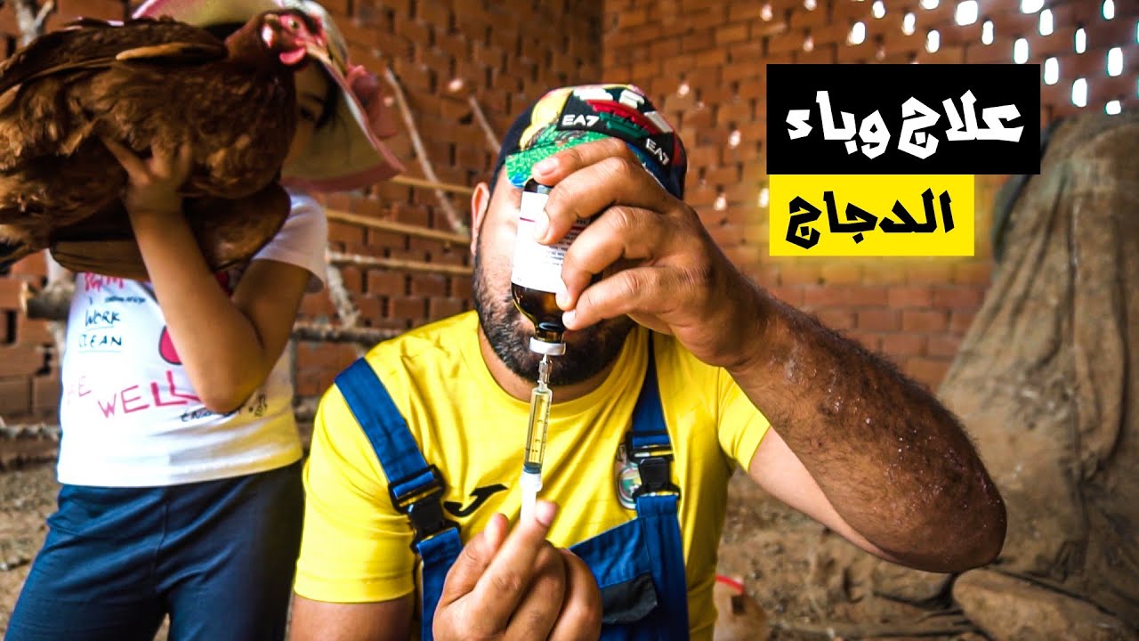 الطريقة الفعالة لعلاج وباء البرونشيت عند الدجاج (التهاب الشعب الهوائية)🫁🫁