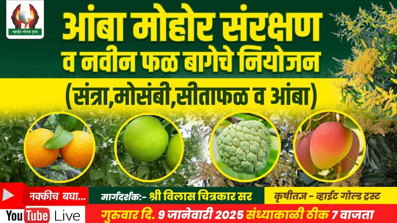 आंबा मोहोर संरक्षण व नवीन फळ बागेचे नियोजन ( संत्रा, मोसंबी, सीताफळ व आंबा )