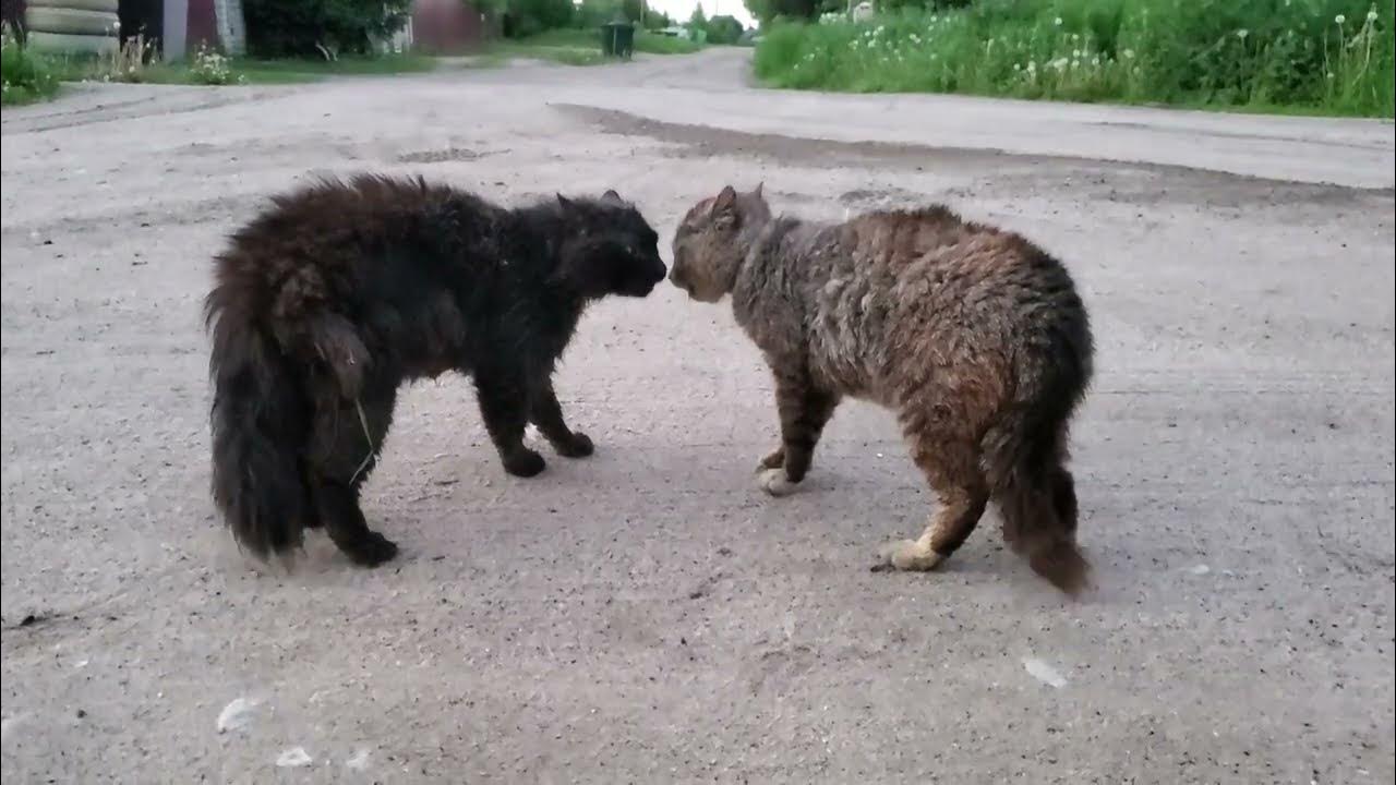 two-male-cats-fighting-over-territory-youtube