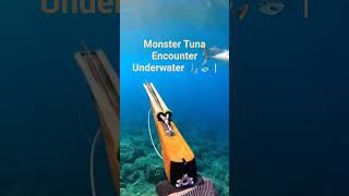 Monster Tuna Encounter Underwater 🎣🐟 |#DeepSea #ViralShorts #USA #Adventure #FishingVideos