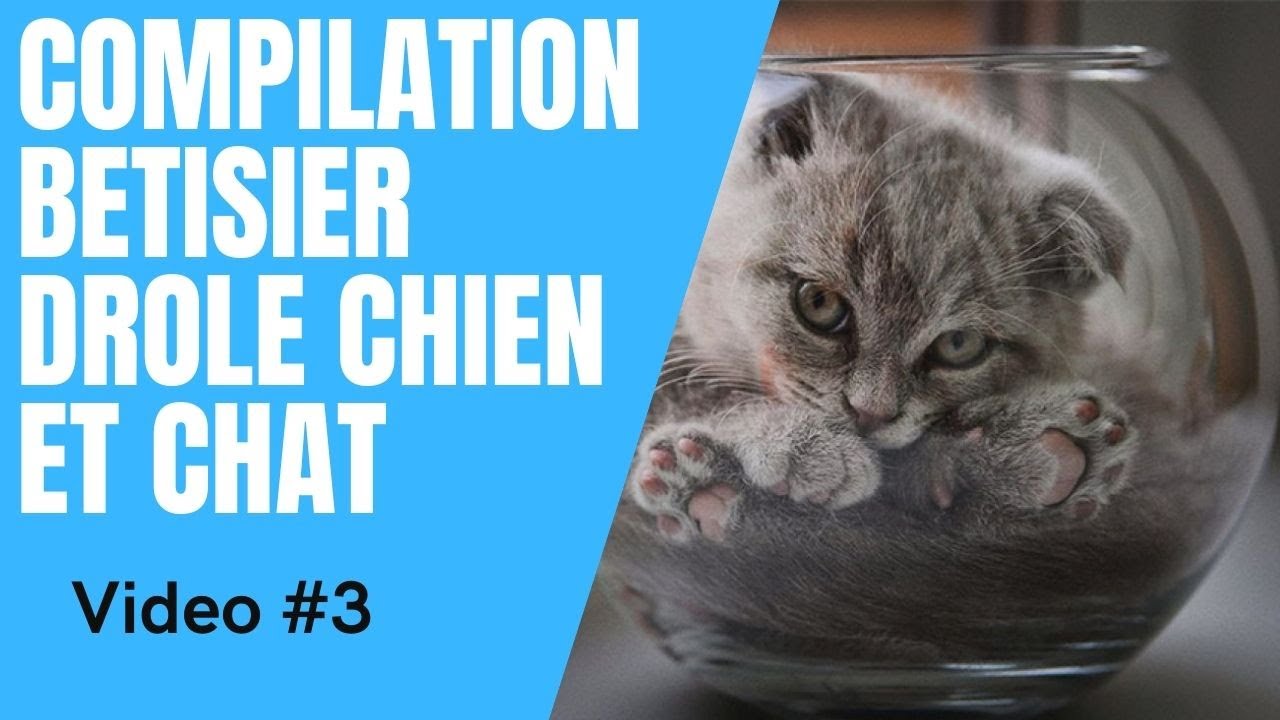Dose D Humour Compilation Video Betisier Drole Chien Et Chat 3 Youtube Dose D Humour Compilation Video Betisier Drole Chien Et Chat 3 Youtube