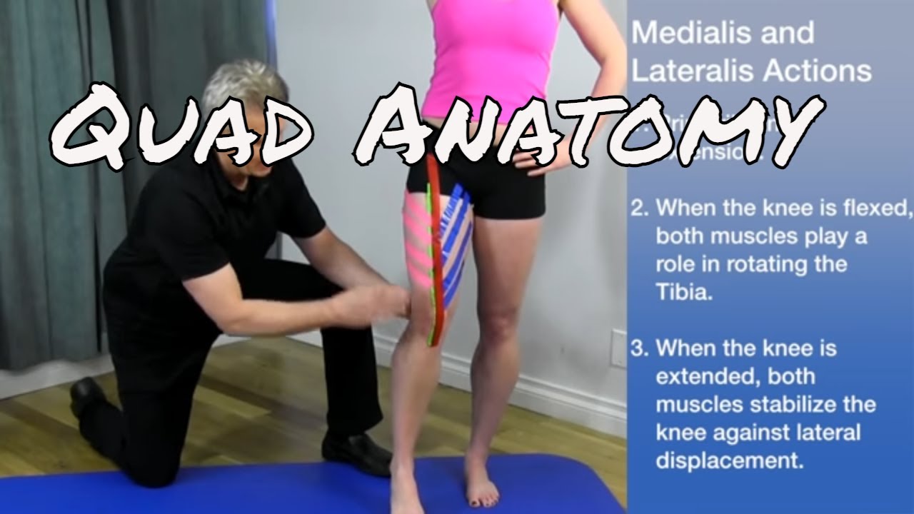 Quadriceps Anatomy & Palpation - Ask Dr. Abelson