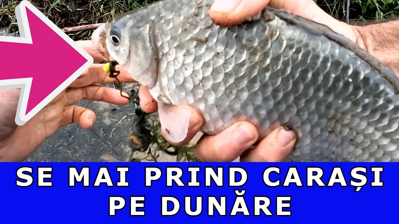 PESCUIT LA DUNĂRE PE DOUĂ LOCAȚII CUNOSCUTE