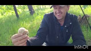 Фільм про білі грибочки @Poshukailo73 #україна #київ #білігриби #українськийютуб